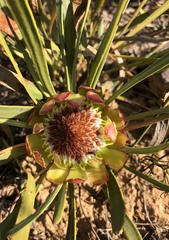 Protea angustata