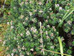 Linochilus revolutus