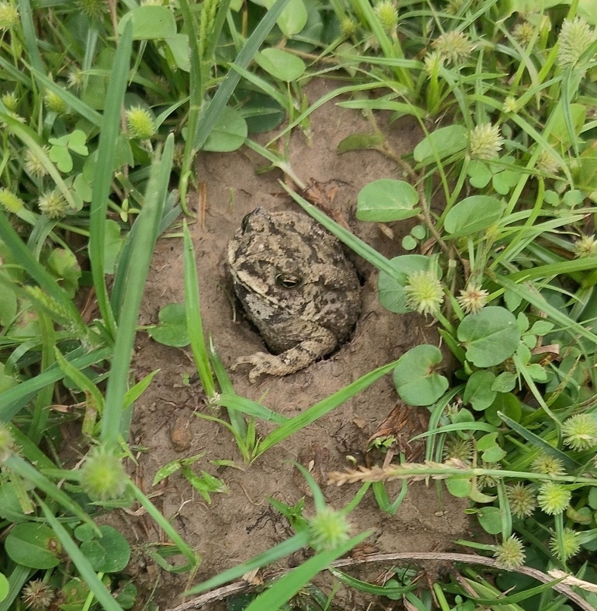 Indian Common True Toad