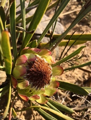 Protea angustata