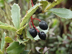 Berberis goudotii