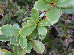Berberis goudotii