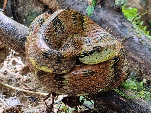Photo of a Andean Forest-pitviper (Bothrops pulcher)