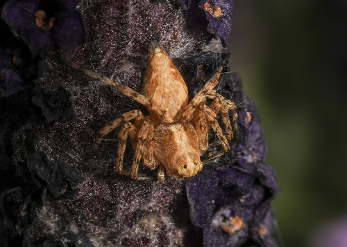 Western Lynx Spider