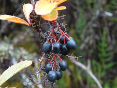 Berberis goudotii
