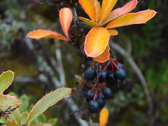 Berberis goudotii