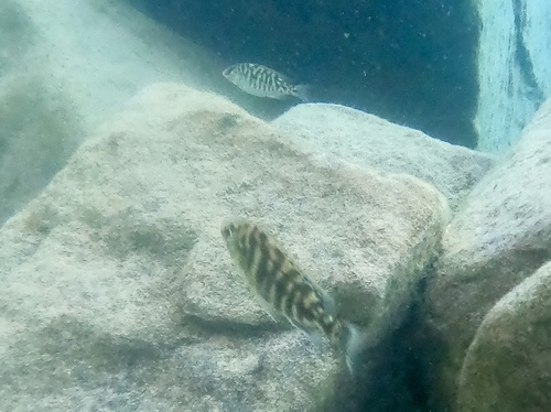 Protomelas fenestratus