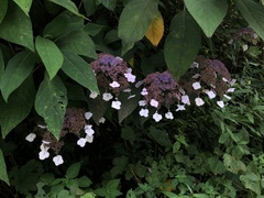 Hydrangea aspera