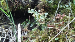 Asplenium ruta-muraria