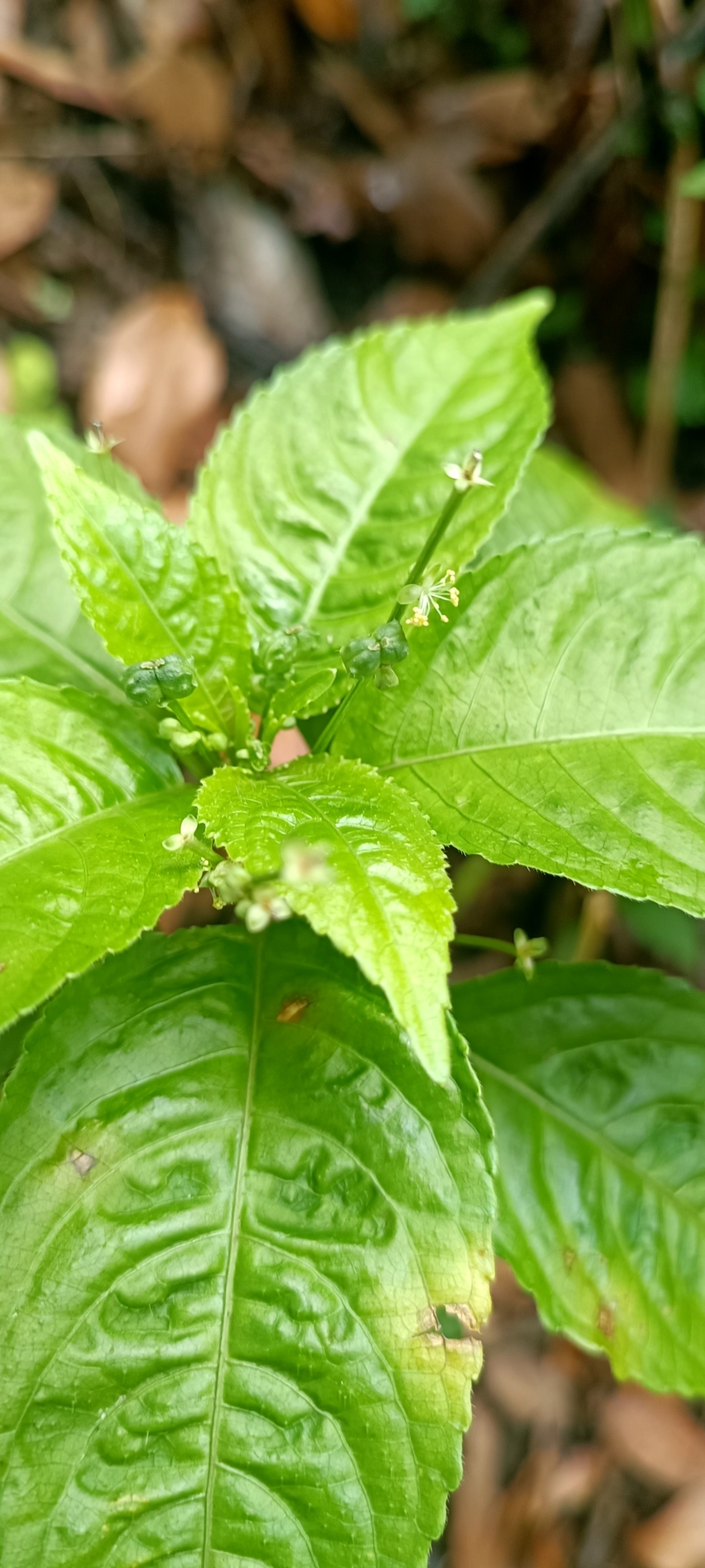 Mercurialis leiocarpa (Mercurialis leiocarpa)