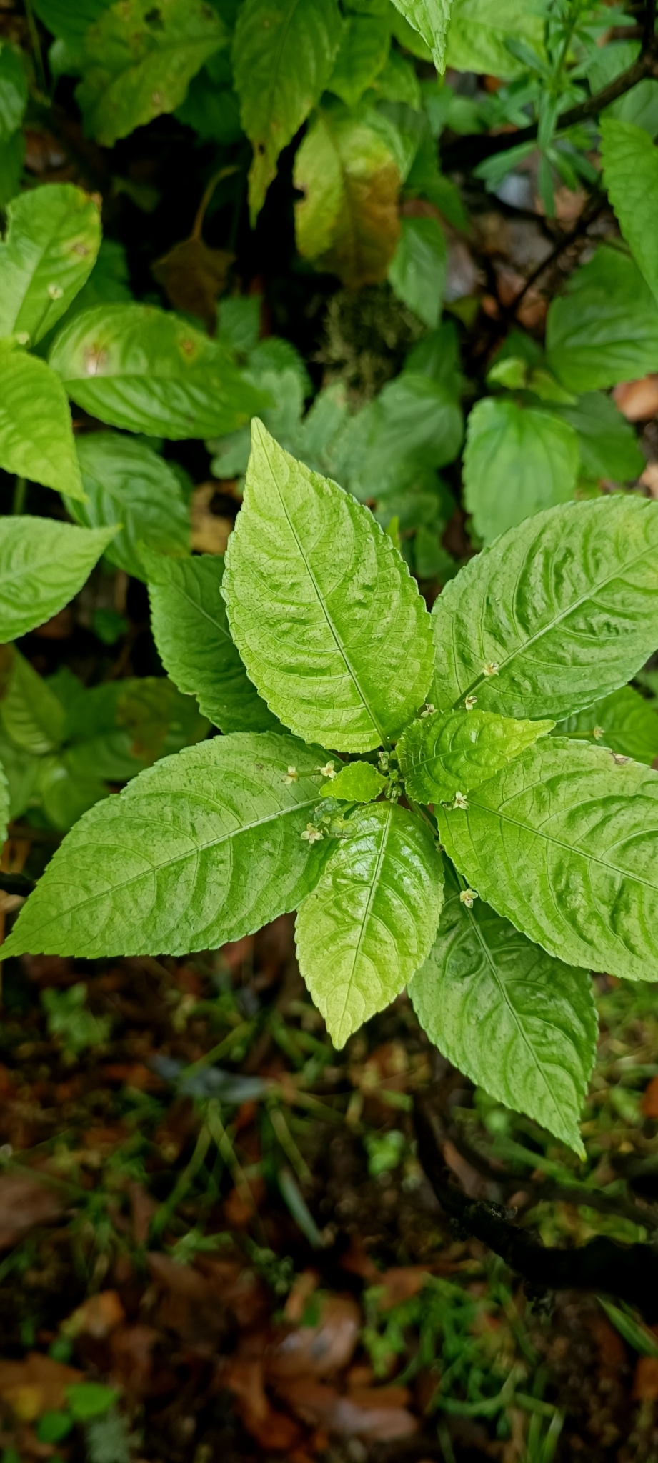 Mercurialis leiocarpa — ảnh 2