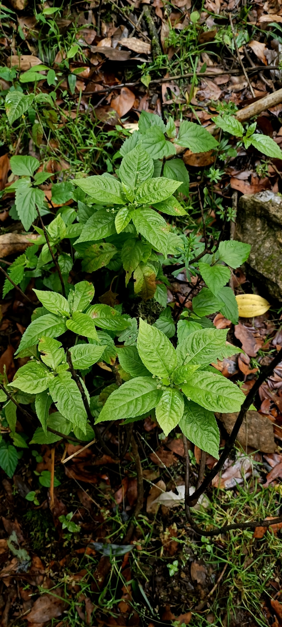 Mercurialis leiocarpa — ảnh 3