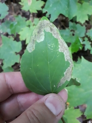 Liriomyza orilliensis
