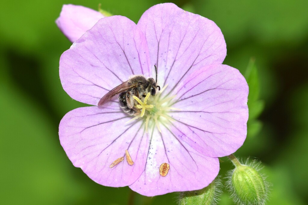 Cranesbill Miner