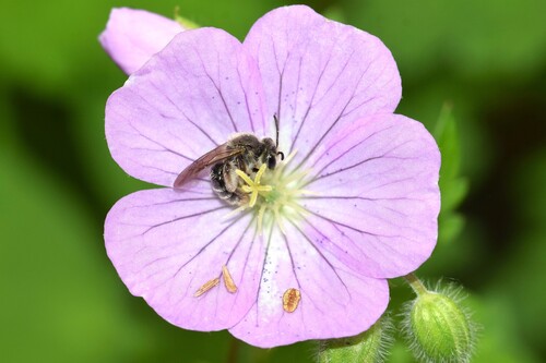 Andrena distans Provancher, 1888