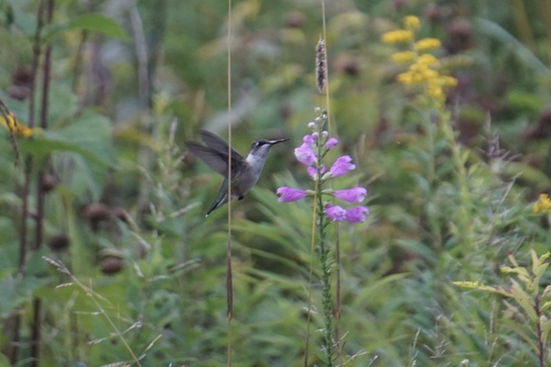Ruby-throated Hummingbird photographed in Illinois