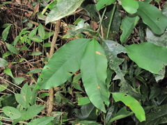 Garcinia intermedia