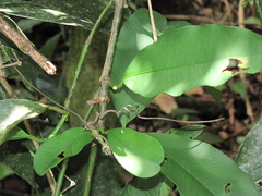Garcinia intermedia