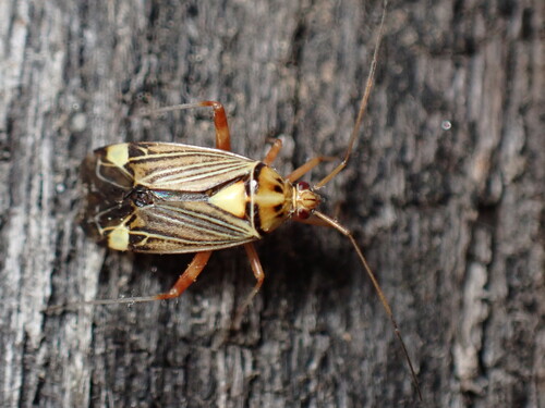 Striped Oak Bug photo 5