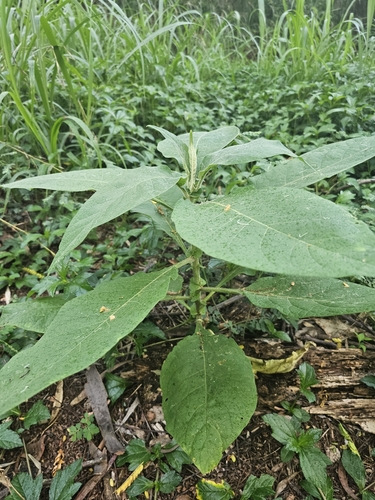 Solanum mauritianum observed 2025-05-19