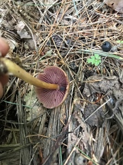 Mycena rutilantiformis