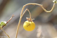Solanum incanum