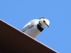 Motacilla alba