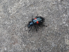 Astylus aulicus