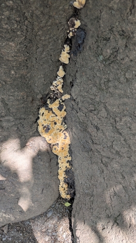 Vanderbylia fraxinea