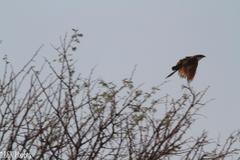 Centropus cupreicaudus