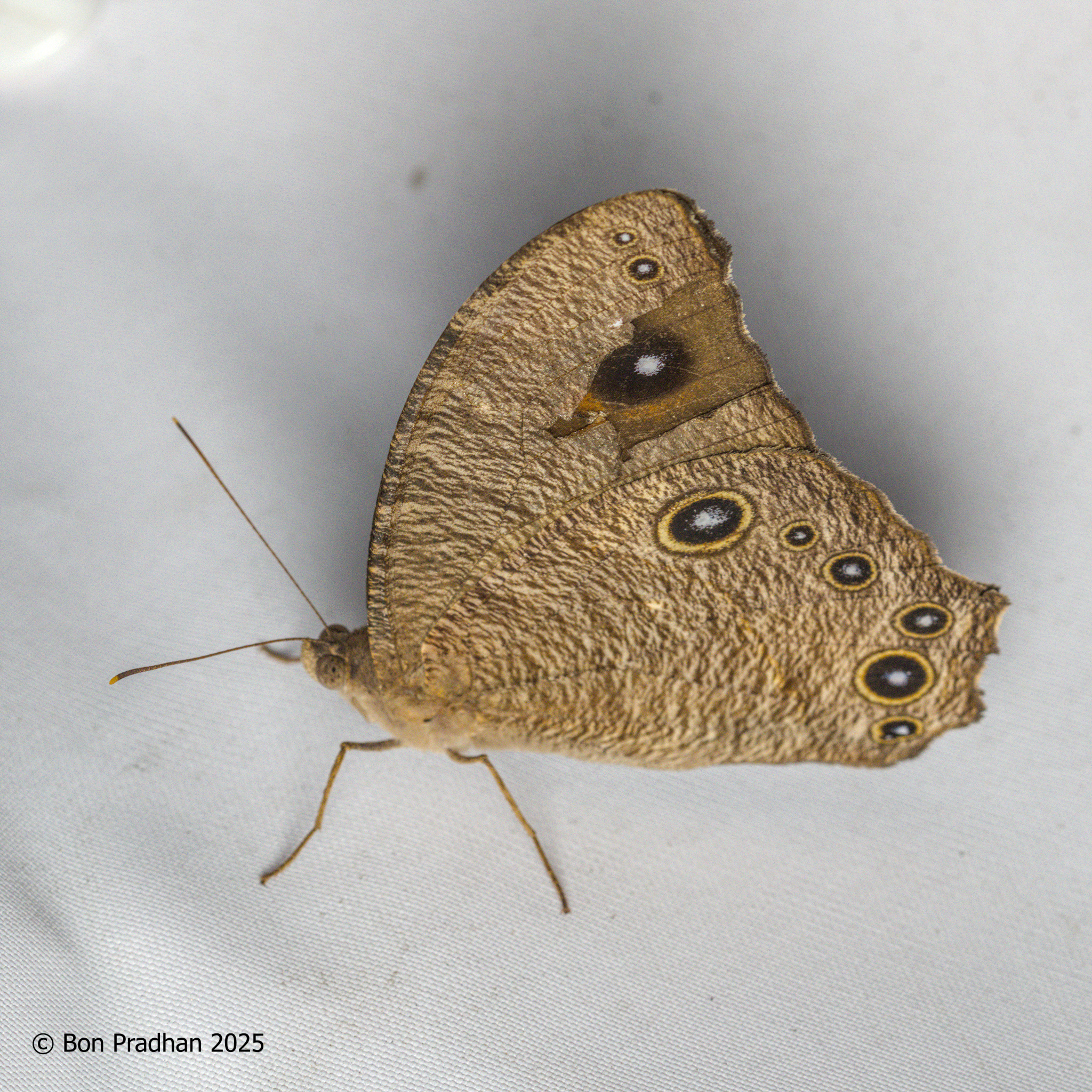 Common Evening Brown