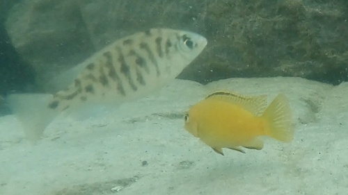 Tropheops romandi