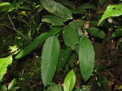 Garcinia intermedia