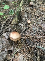Mycena rutilantiformis