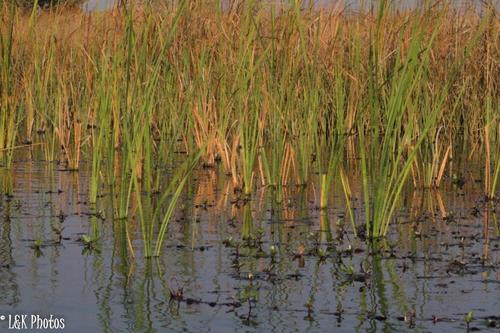 Typha capensis image