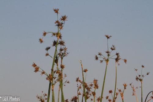 Cyperus image