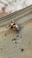 Phlogophora