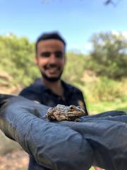 Lithobates magnaocularis