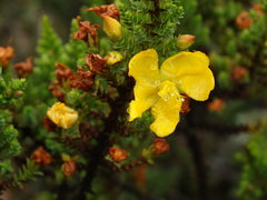 Hypericum goyanesii