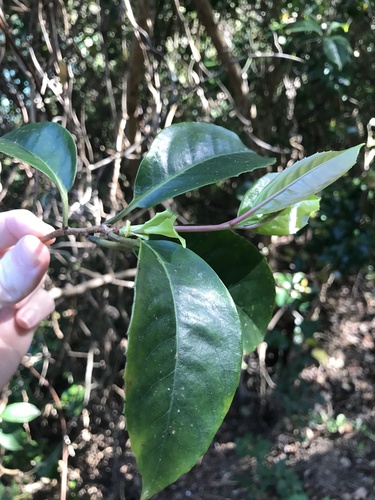 Kadsura japonica, photograph 5