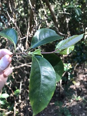 Kadsura japonica, photograph author not stated, no rights reserved