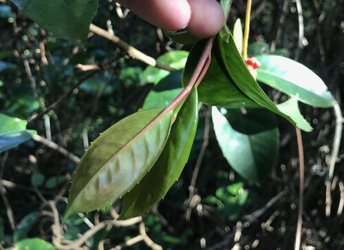 Kadsura japonica, photograph 4