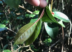Kadsura japonica, photograph author not stated, no rights reserved