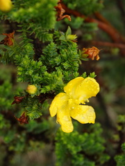 Hypericum goyanesii