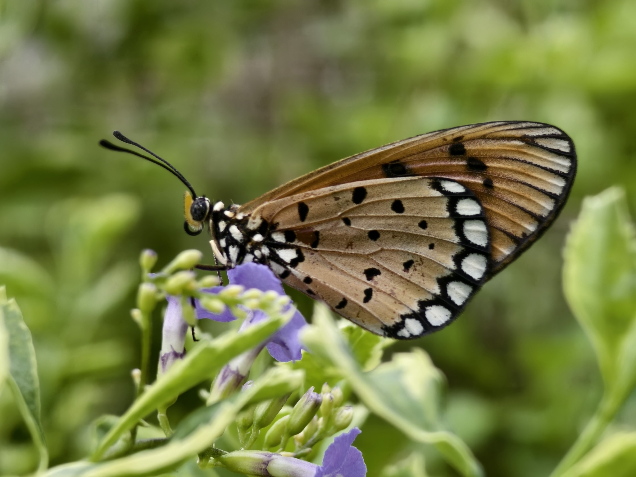 Tawny Coster