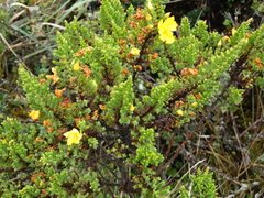 Hypericum goyanesii