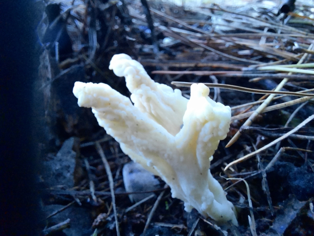 Clavulina rugosa · May 2025 · photo: © maxxrandomnumbers (iNaturalist, cc0)