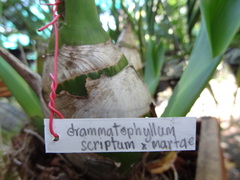 Grammatophyllum