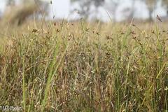 Cyperus margaritaceus