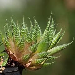 Aristaloe aristata